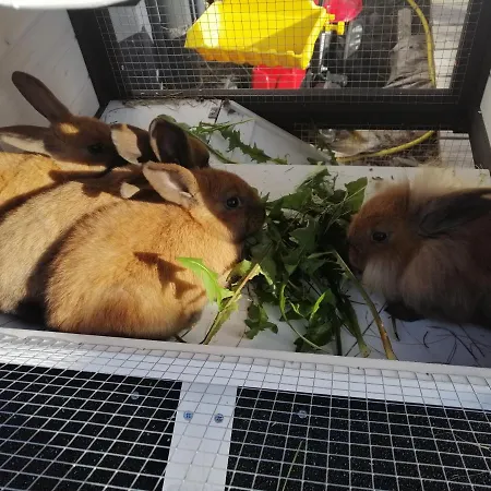 Fabiella Mit Balkon 米尔施塔特